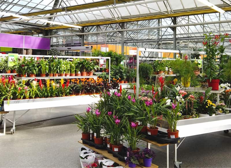 Un rayon de plantes du magasin